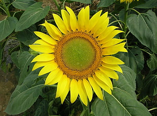 sunflower HD wallpaper