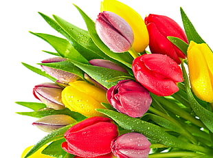 bundle of tulip flowers