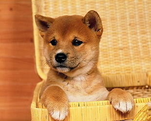 Akita shinu puppy, Shiba Inu, dog, baskets, animals HD wallpaper
