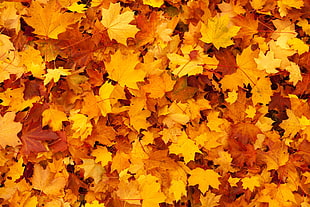 yellow maple leaves HD wallpaper