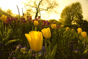 selective photography of yellow Tulip flowers