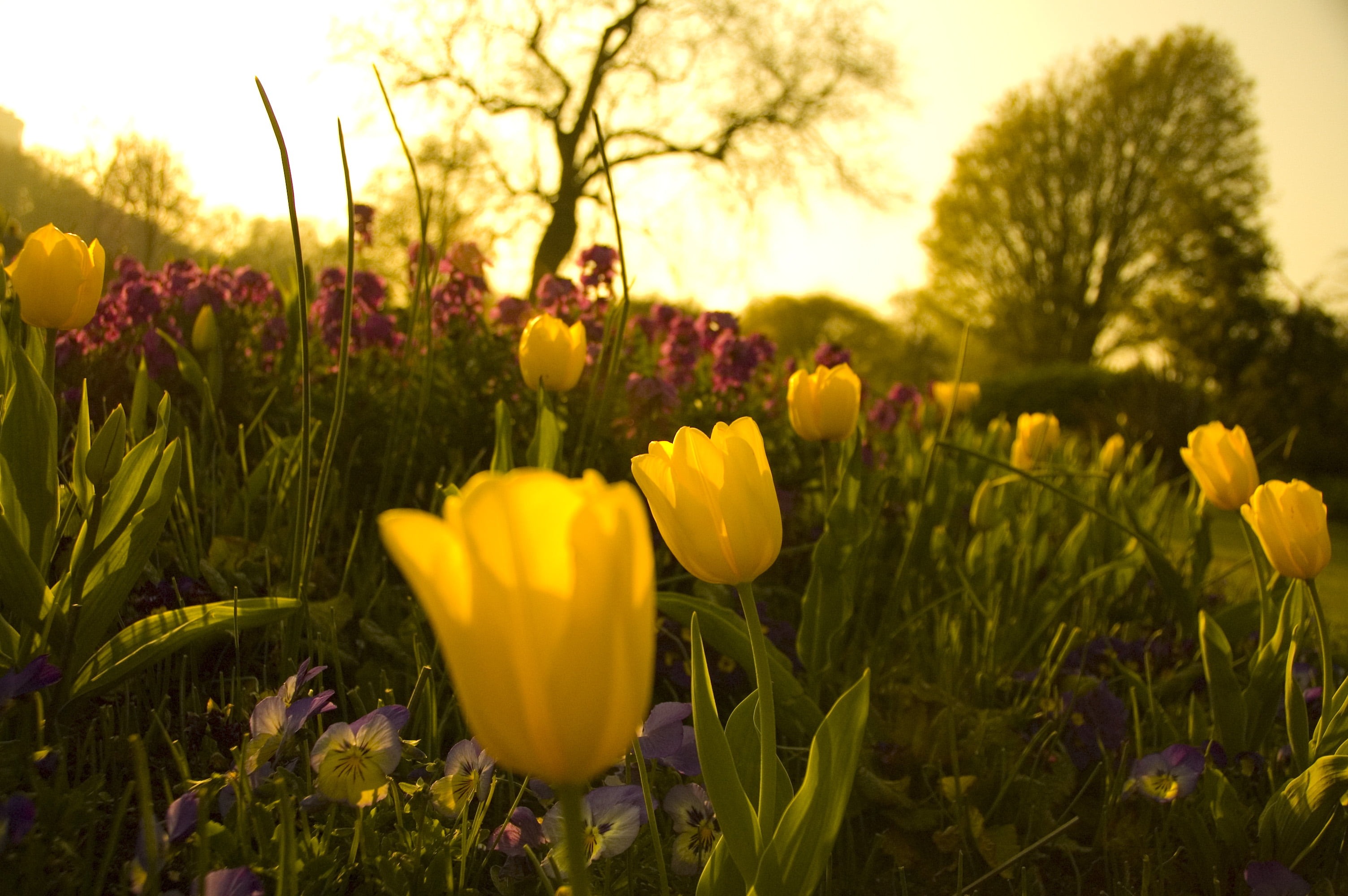 selective photography of yellow Tulip flowers