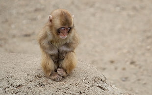 depth of field photography of sitting brown monkey on sand