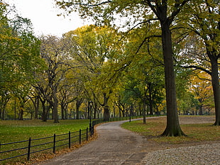 grey concrete road with black metal barrier between green leaf trees during daytime, central park