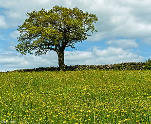 bed of yellow flowers, buttercups