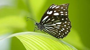 shallow focus of paperkite butterfly on green leaf