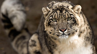 gray and white tiger, snow leopards, leopard (animal)