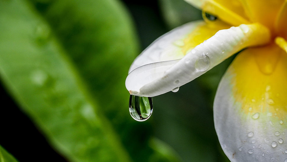 dewdrop on white and yellow plumeria flower HD wallpaper