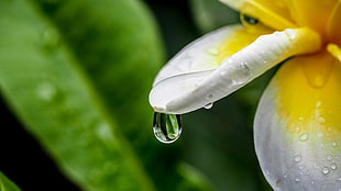 dewdrop on white and yellow plumeria flower