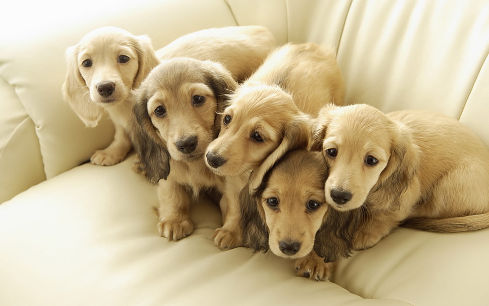 five short-coat white puppies HD wallpaper