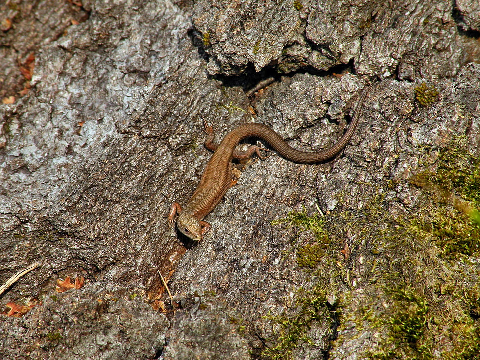 black gecko on gray surface HD wallpaper