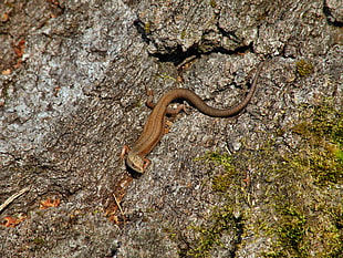 black gecko on gray surface