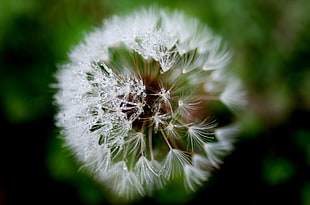 macrophotography of dandelion flower with rain drops, tiny