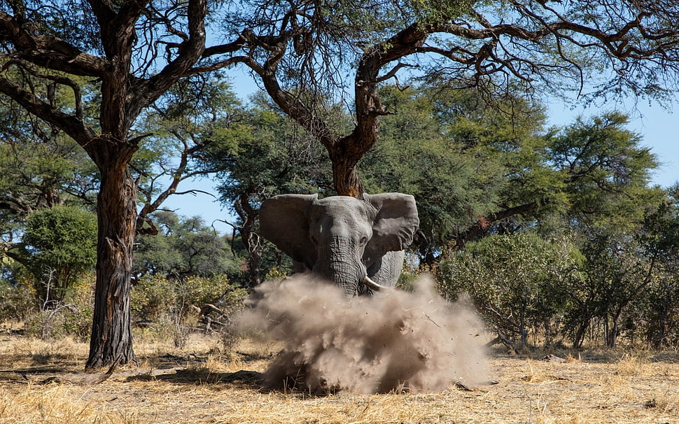 grey elephant, animals, elephant HD wallpaper