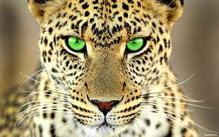 brown and black leopard, animals, big cats, green eyes, leopard (animal)