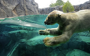 Polar Bear, polar bears, animals, ice, split view