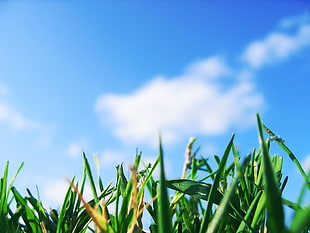 green grass field, grass, depth of field, sky, macro