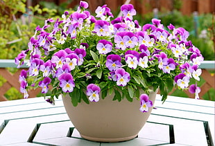 purple and white petaled flowers with white ceramic pot in closeup photo
