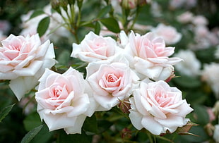 pink Roses in bloom during daytime HD wallpaper