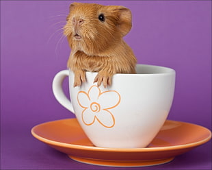 brown guinea pig in ceramic cup