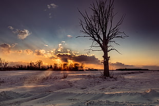 photo of a leafless tree during winter HD wallpaper