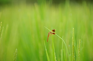 red dragonfly during daytime HD wallpaper