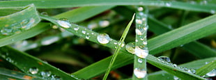 closeup photography of green grass with dew