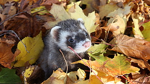 white and gray racoon on green and brown leaves