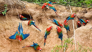 blue-and-red parrots, nature, animals, parrot, birds