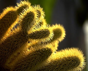 yellow cactus HD wallpaper
