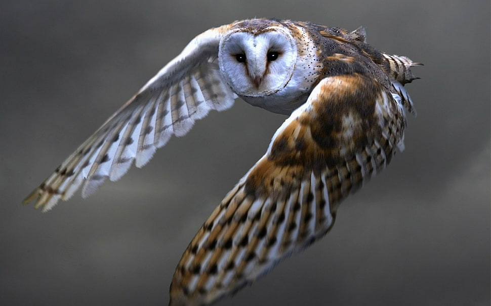 brown and black owl, owl HD wallpaper