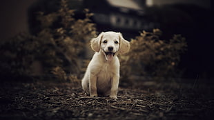white and black short coated puppy, dog, animals