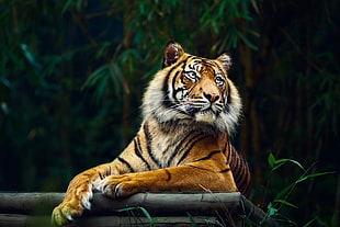 brown tiger, tiger, animals, big cats, nature HD wallpaper