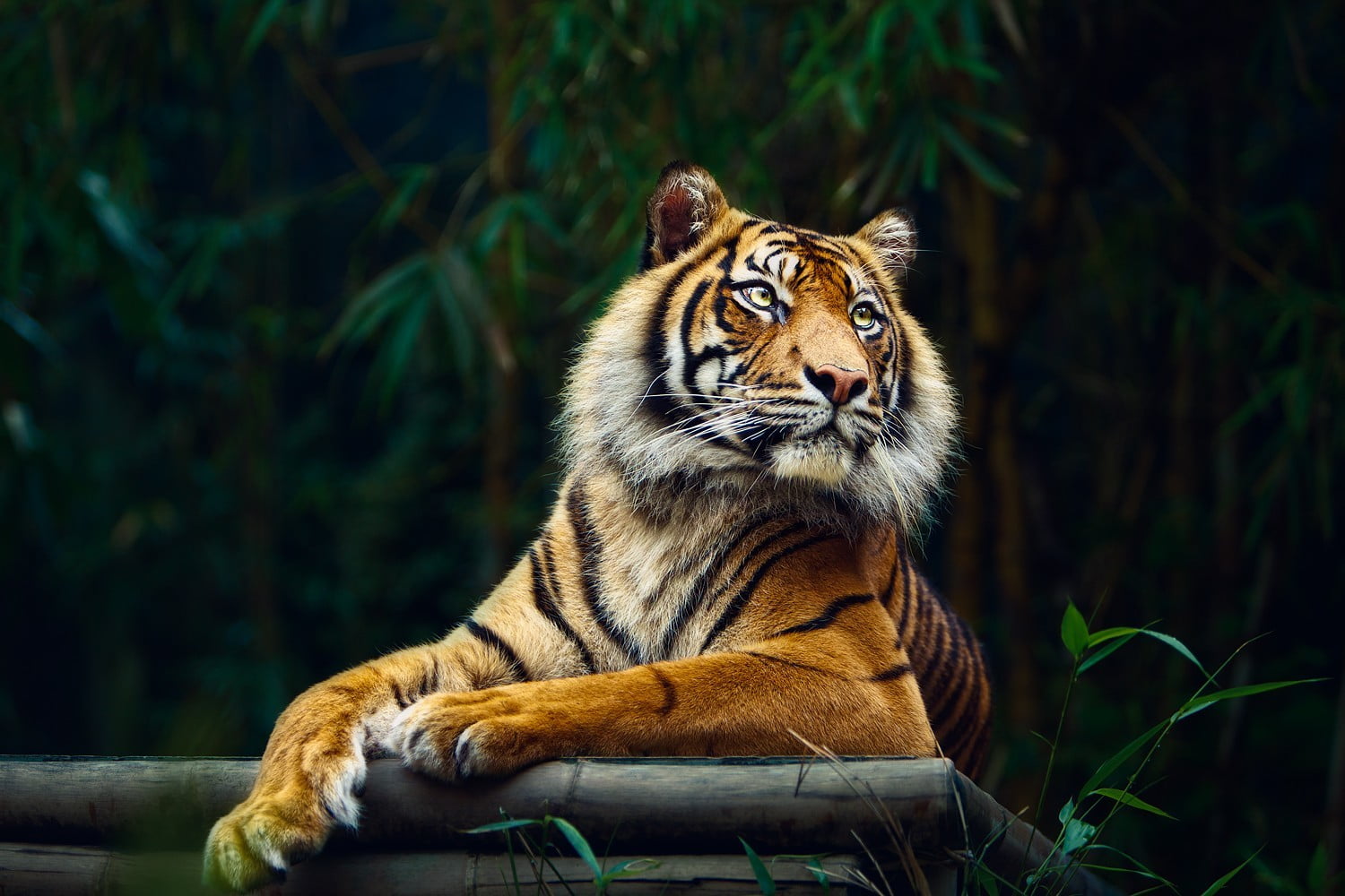 brown tiger, tiger, animals, big cats, nature