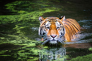 photography of tiger on body of water during daytime