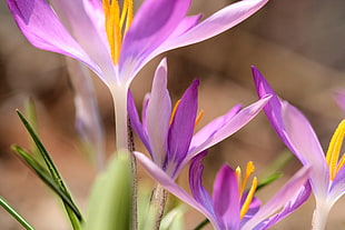 purple flowers in tilt shift lens photography