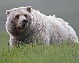 brown bear on grass field during daytime, grizzly bear