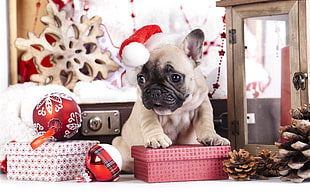 fawn pug on red box near Christmas ornaments