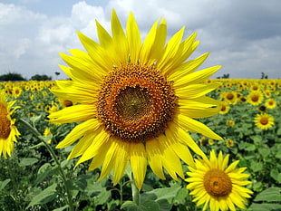 blooming sunflower garden during daytime HD wallpaper