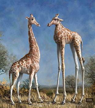 two brown and white horse figurines, giraffes