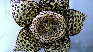 beige and brown 5-cluster petaled flower