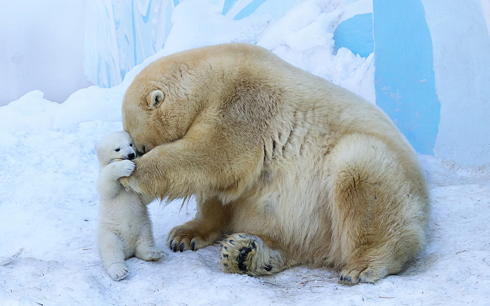 brown polar bear, polar bears, animals, baby animals HD wallpaper