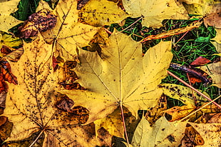 dried yellow maple leaf HD wallpaper