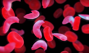 macro photo of blood cells