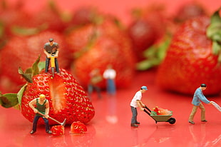 four male carrying and slicing strawberry fruit