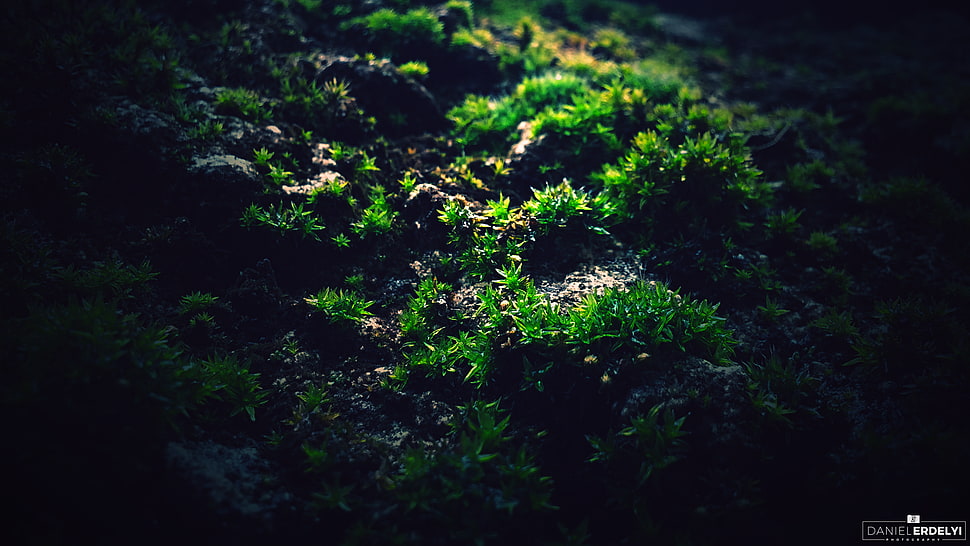green leafed plant, moss, macro, photography, green HD wallpaper