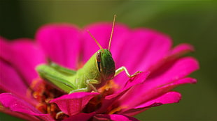 selective focus photography of green Grasshopper HD wallpaper