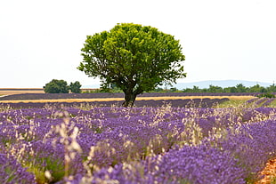 landscape photography of purple flower field, valensole HD wallpaper