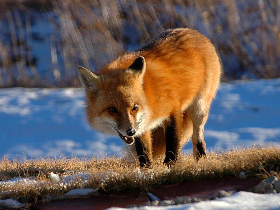 brown fox on grass field HD wallpaper