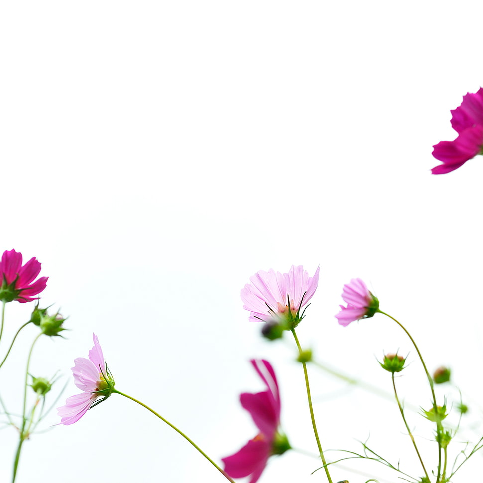 pink flowers under the white skies HD wallpaper